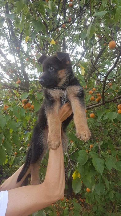 Щенули немецкой овчарки