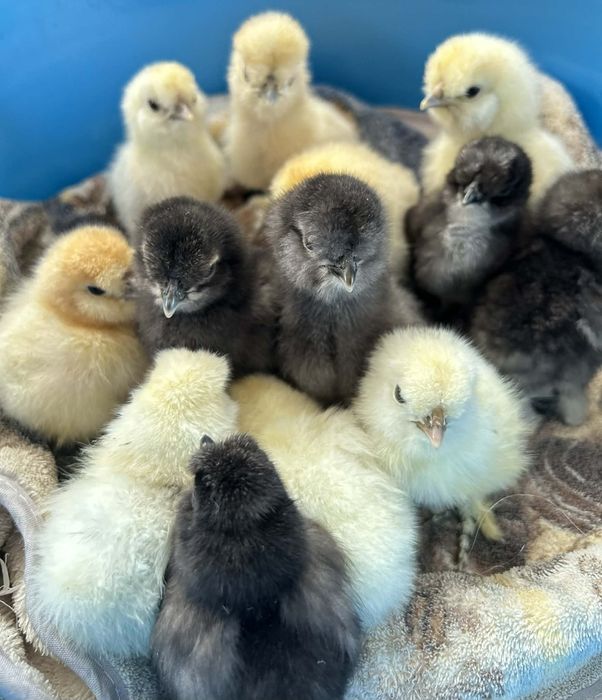 Kurczęta silki jedwabistej i satynowej