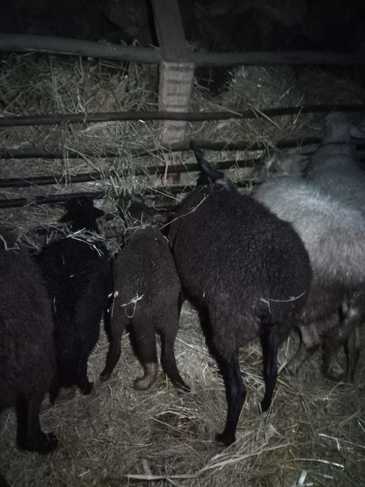 Vendo ovelha com 2 crias já grandes