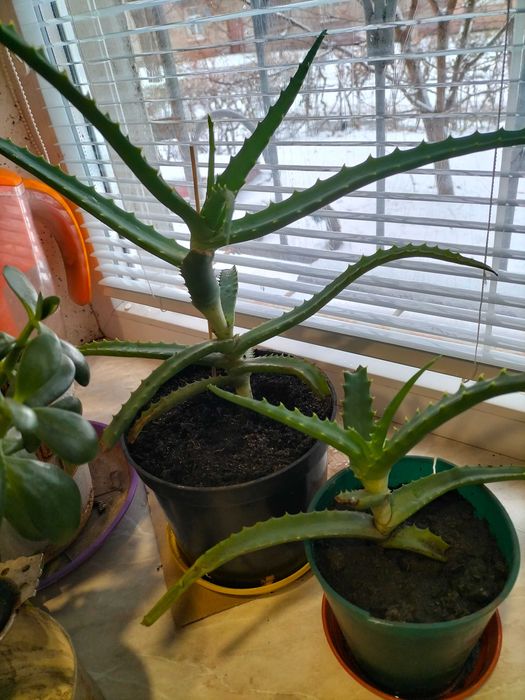 Алое 5 років, Товстянка Грошове дерево