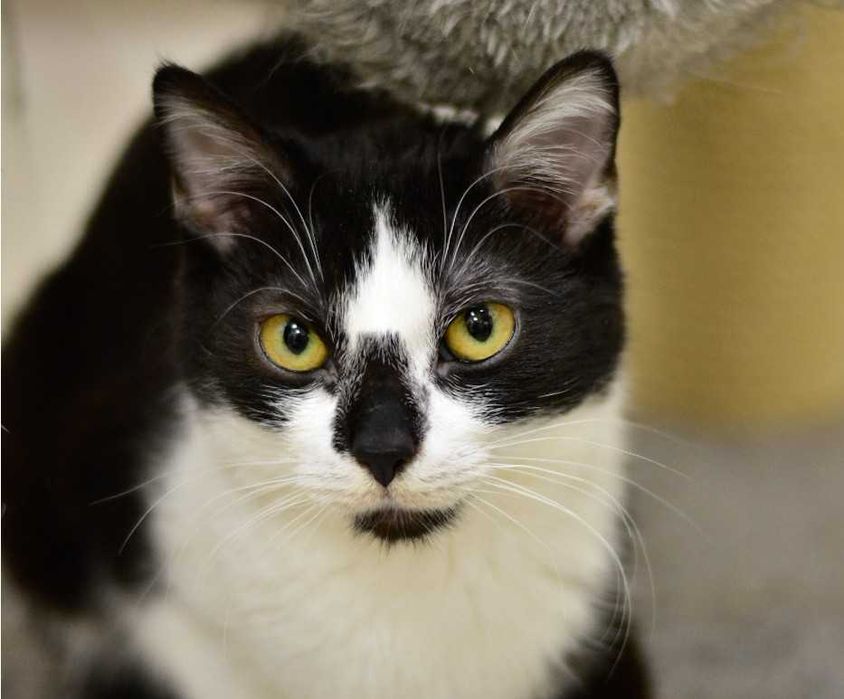 Ronnie - młoda, przytulaśna kotka do adopcji!