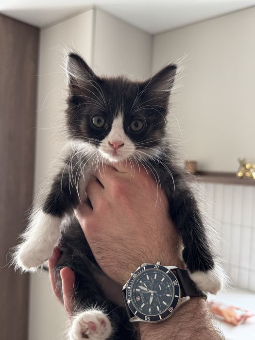 Кошенята братик та сестричка