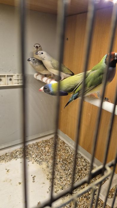 Amadyny wspaniałe młode