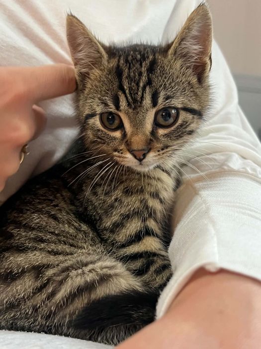 Mały kotek do adopcji