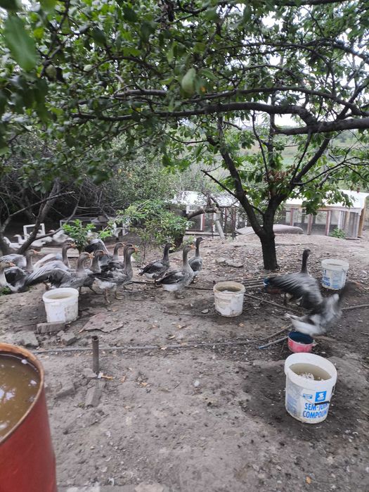 Гуси и бройлер под заказ