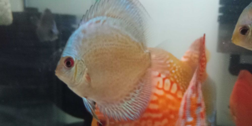 GB Dyskowce, paletki BLUE COVER MIX- 4cm Hodowla własna