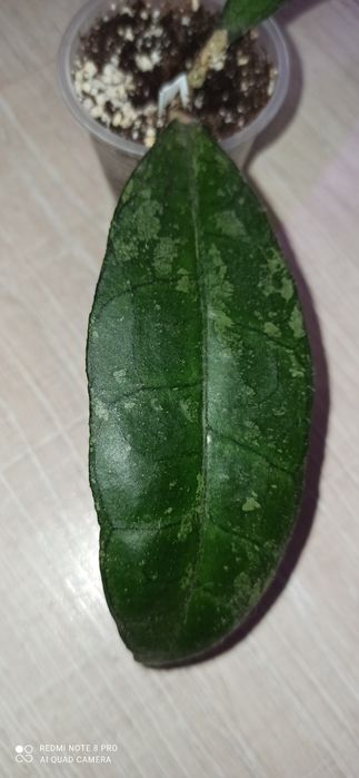 Хойя elliptica splash, irina, Kalimantan SLM 04,AH 021