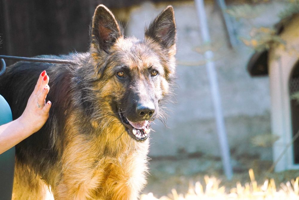 Pola - piękna sunia w typie owczarek niemiecki
