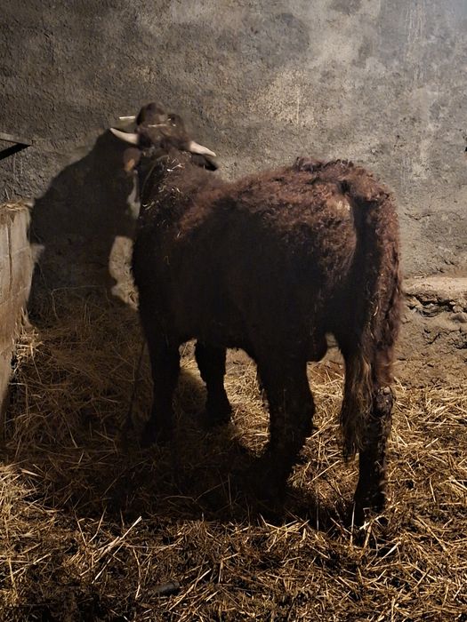 Novilho saler com cerca de um ano