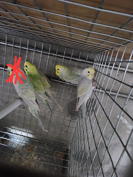 Piriquitos australianos arco íris mutações de 2025