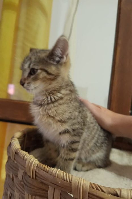 3 miesięczny kocurek szuka domu niewychodzącego