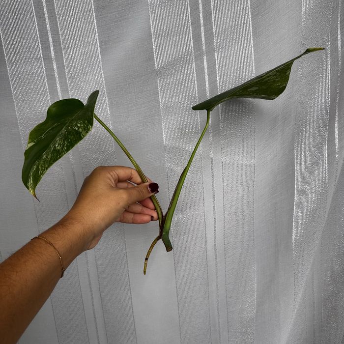 Monster albo variegata top