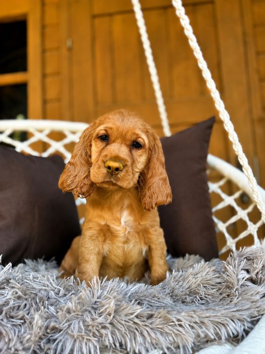 Cocker spaniel angielski sunia Rodowód