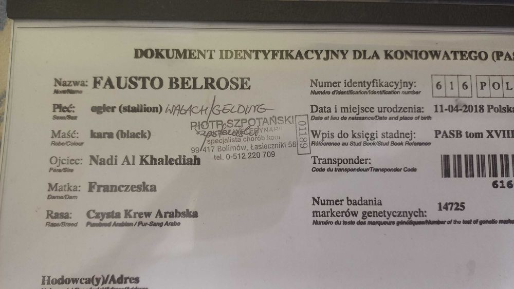 Kary wałach czystej krwi arabskiej po Nadi Al Khalediah