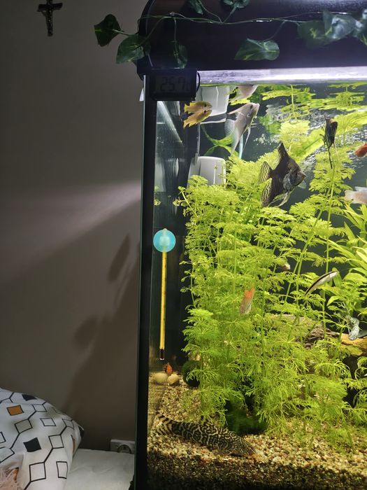 Akwarium 240L diversa + nowa szafka stan idelany