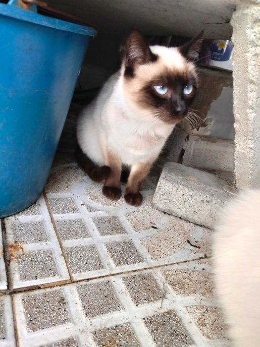 Gatinho siamês com menos de um ano