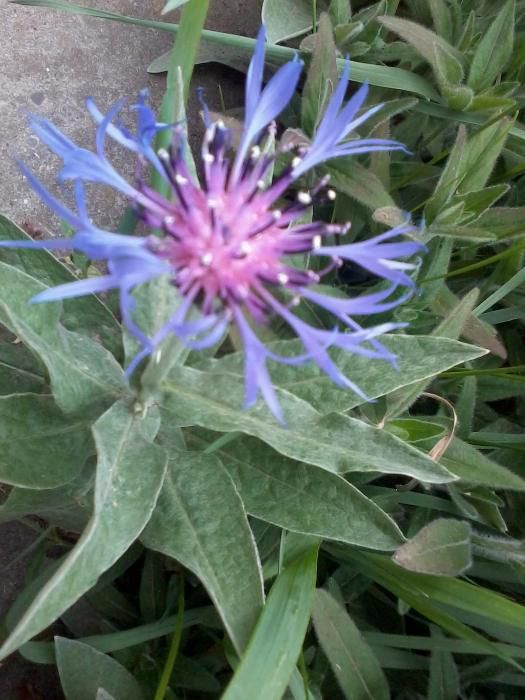 Волошка декоративна