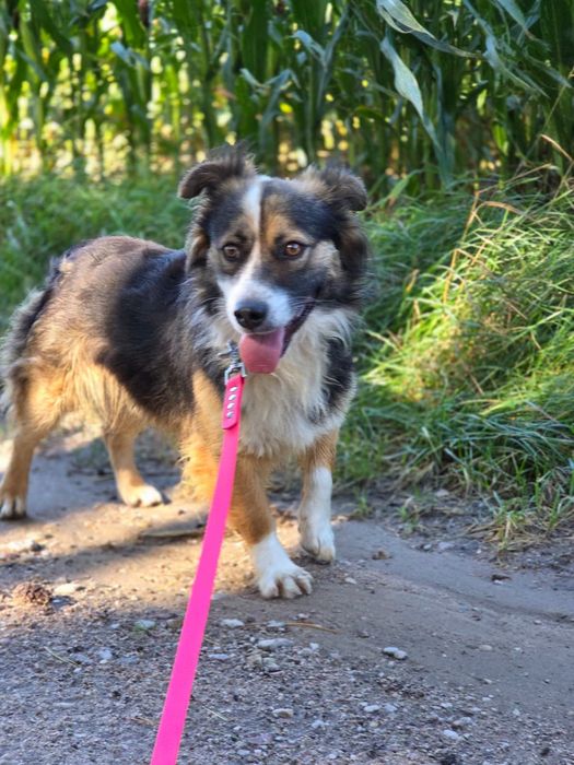 Elvis 3  lat do adopcji