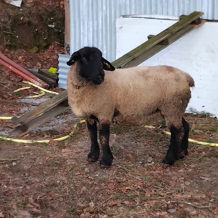 Ovelha suffolk com certificado