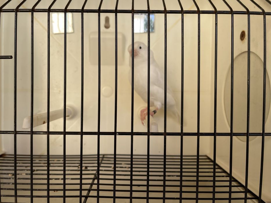 Canario branco recisivo