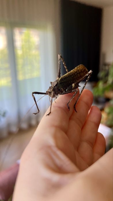 Pemba sp. (prostoskrzydle) stadium L3+