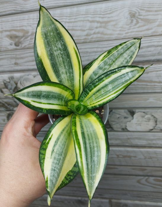 Сансевієрія ханні Фаворит(Бельгія)