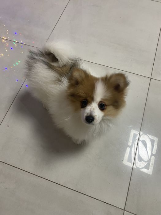 Szpic miniaturowy szczenię