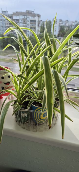 Хлорофитум очиститель воздуха, хлорофітум очищувач повітря, Хлорофітум