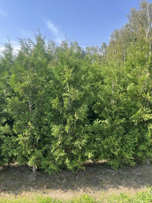 Duża Tuja Szmaragd 250cm PRODUCENT‼️Wysokie Thuje Brabant, Świerki