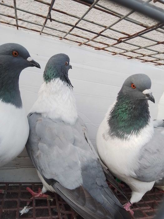 Gołębie ozdobne strassery niebieskie