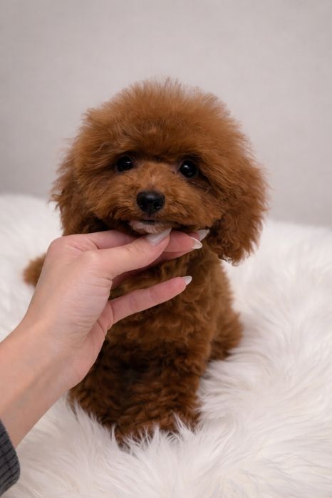 Той пудель дівчинка