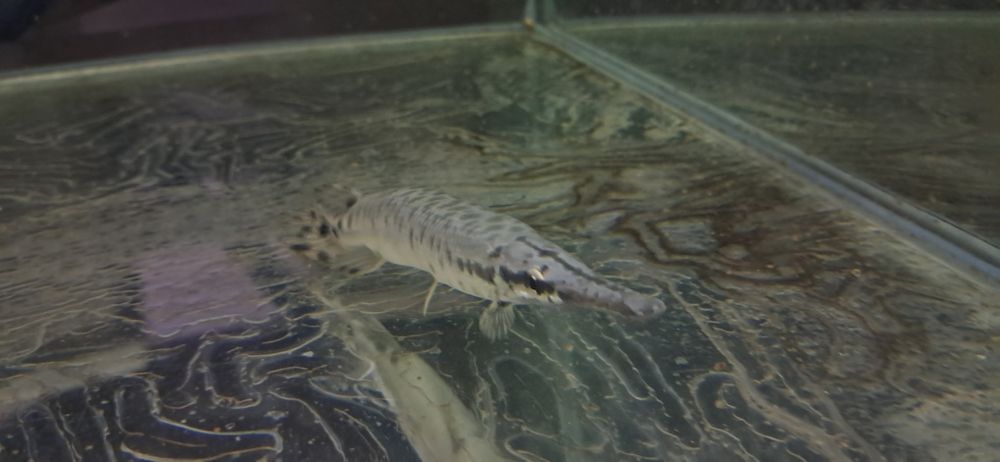 Vendo lepisosteus oculatus 12-15Cm