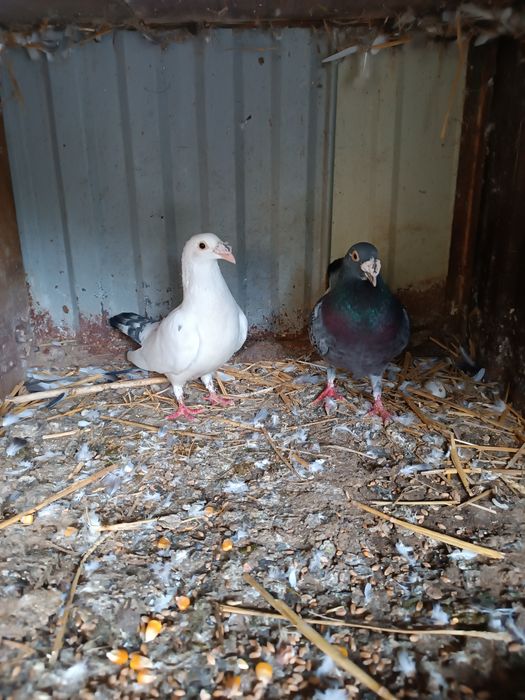 Sprzedam  gołębie