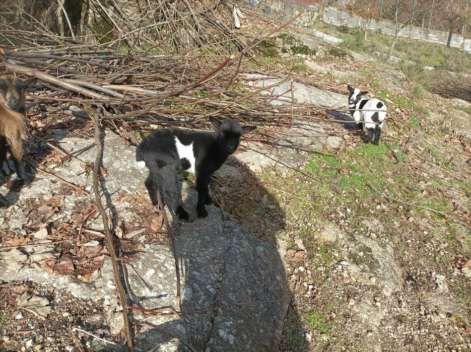 Cabritinho anão lindissimo