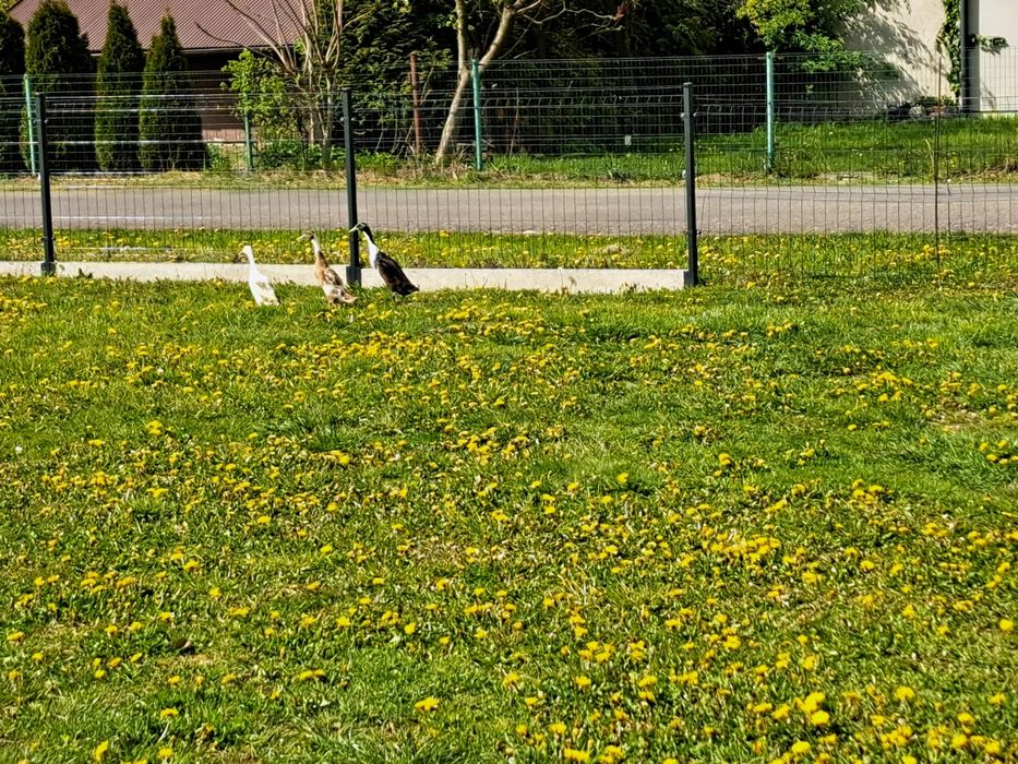 Kaczki Biegusy Młode