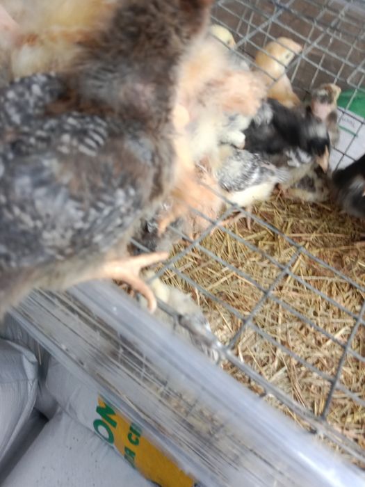 Продам курчат мясояічні породи