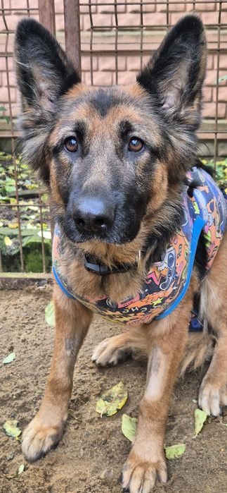 Suczka Około 3 lata