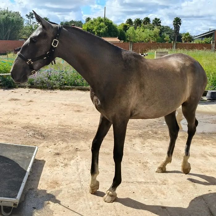 Poldra PSL por Marquês Do Lis X Cegonha