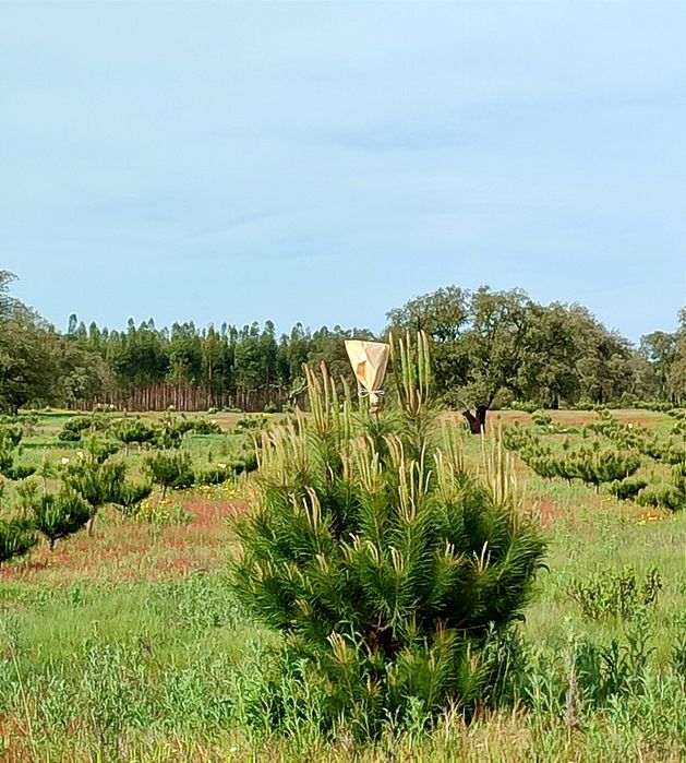 Enxertia de Pinheiros Mansos
