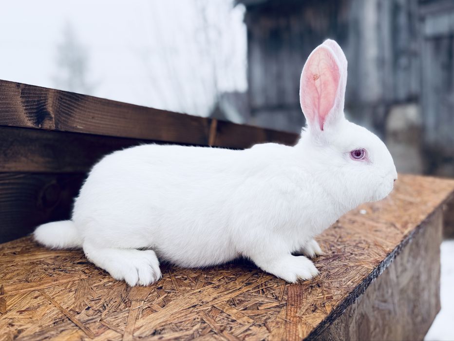 Króliki / Królik Termondzki Biały - Samiec , Samica