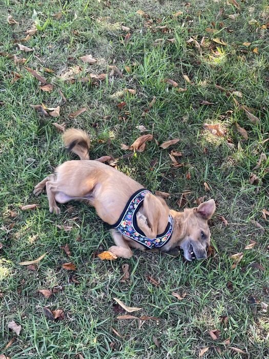 Petsitting zona vila do conde e povoa de varzim