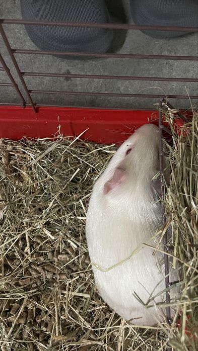 Porquinho da Índia albino com gaiola