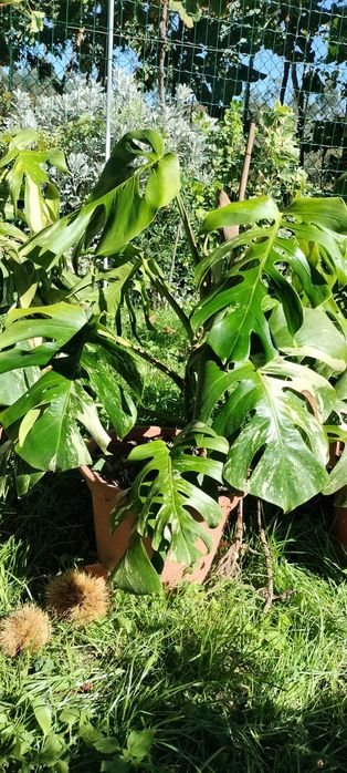 Monstera deliciosa variegata