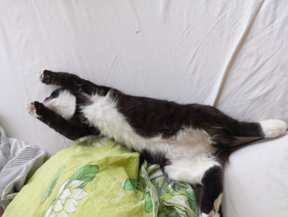 Отдаем две кошечки в харошие руки!