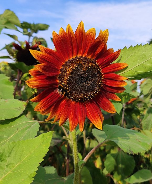 Słonecznik ozdobny na kwiat cięty