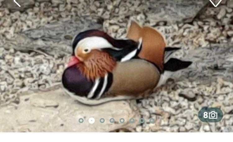 Gansos patos garnizas  perus