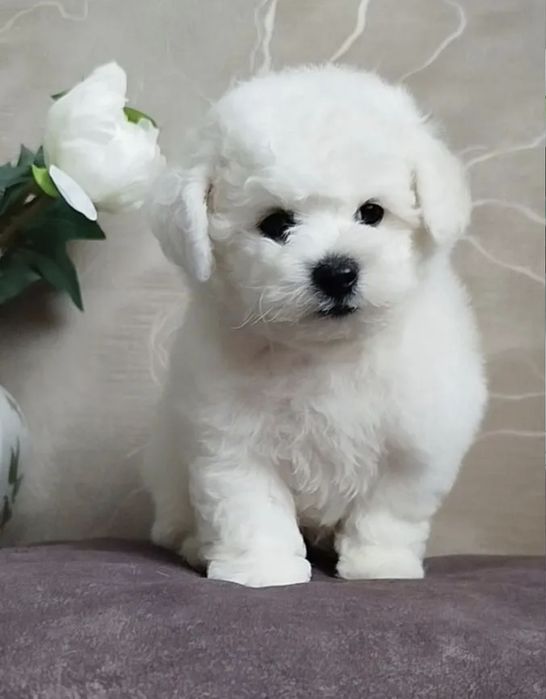 Бишон Фризе кукольные детки мини