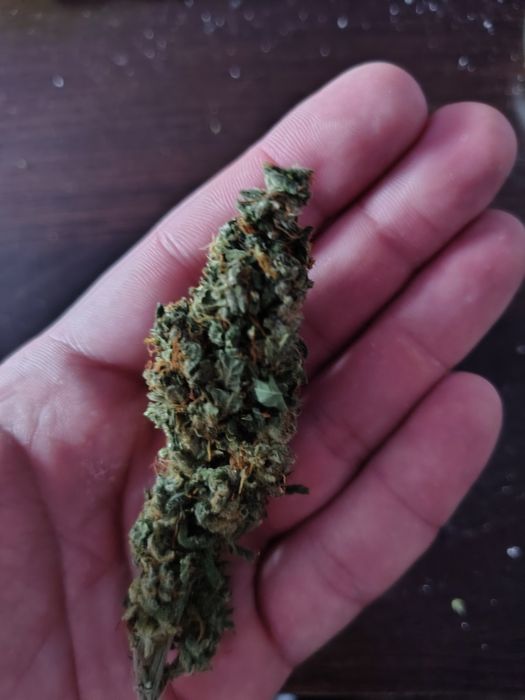 Dowóz 24/7 Mega Skunk Skun 10 gram CBD