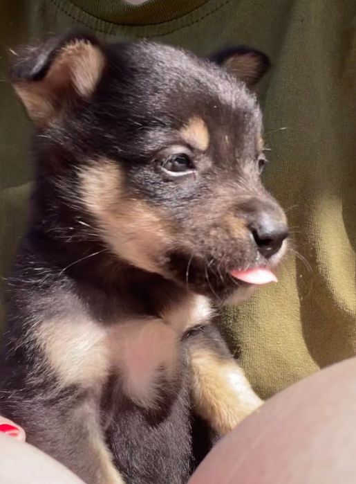 Щенята в добрі руки, безкоштовно