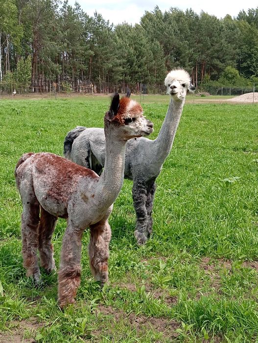 alpaka roczny samiec rose grey